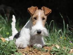 Ensemble, prenons soin de votre chien
