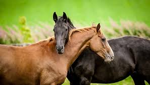 Assurance chevaux